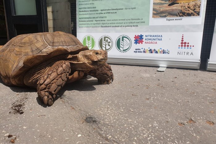 Ilustračný obrázok k článku Korytnačky oslavujú svoj deň: Maskot VINCO žije v Nitre už vyše 20 rokov