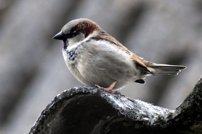 Ilustračný obrázok k článku Všimli ste si to aj vy? Zo Slovenska MIZNÚ vrabce! Vieme, ČO je za tým