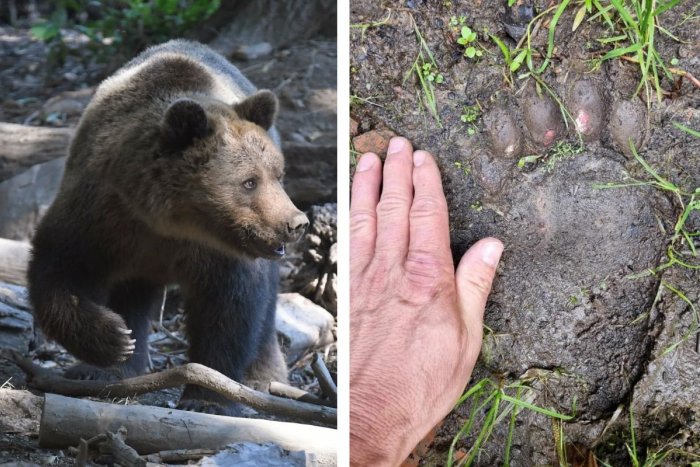 Ilustračný obrázok k článku Obec na juhu VARUJE pred nebezpečenstvom: MEDVEĎ sa objavil nad cintorínom a pri záhradách