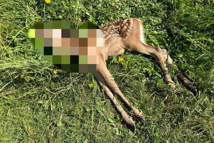 Ilustračný obrázok k článku Ďalší výskyt medveď pri Poprade! Po jeho útoku ostali kadávre jelenice s mláďaťom