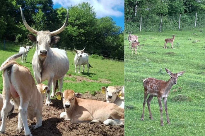 Ilustračný obrázok k článku Do zoologickej záhrady sa tak skoro NEDOSTANEME: Až do odvolania ju museli zatvoriť