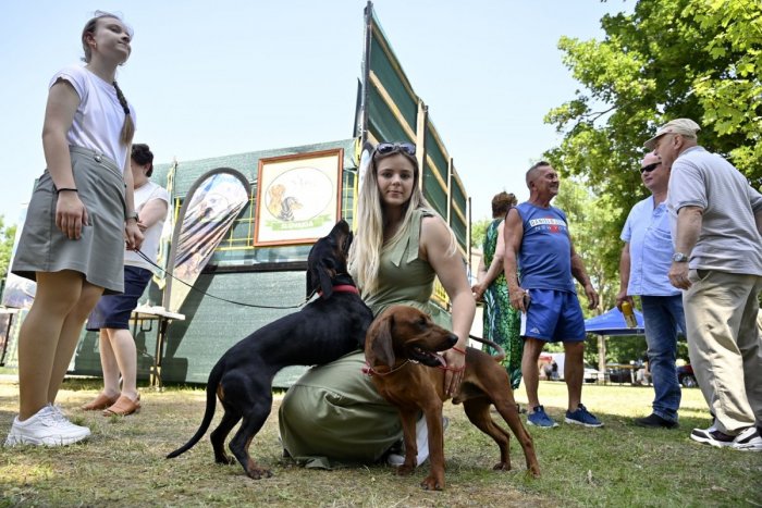 Ilustračný obrázok k článku V Michalovciach sa uskutoční Poľovnícky deň: Takýto PROGRAM čaká návštevníkov