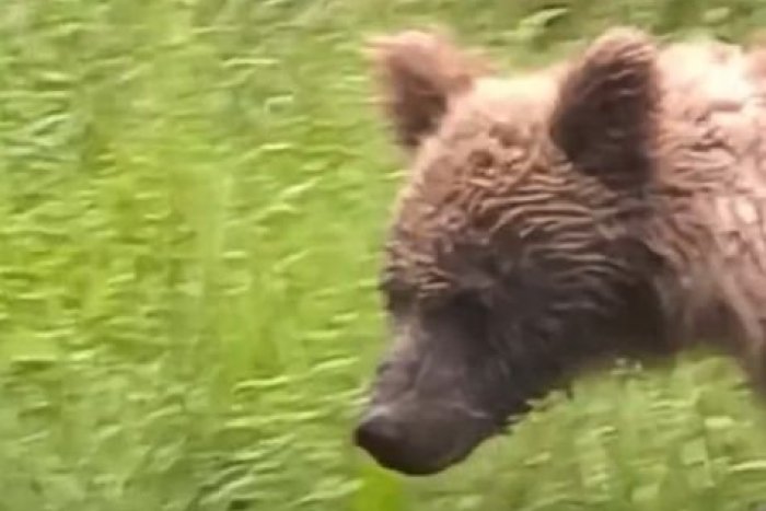 Ilustračný obrázok k článku Na ceste sa objavilo smelé MEDVIEĎA: Nezľaklo sa ani prechádzajúceho auta, VIDEO