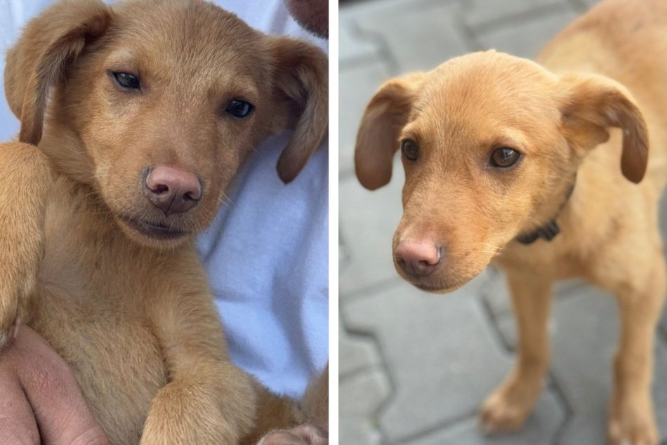 Ilustračný obrázok k článku Krásny PRÍBEH z areálu nemocnice: Vystrašenému šteniatku POMOHLI niekoľkí ľudia, FOTO