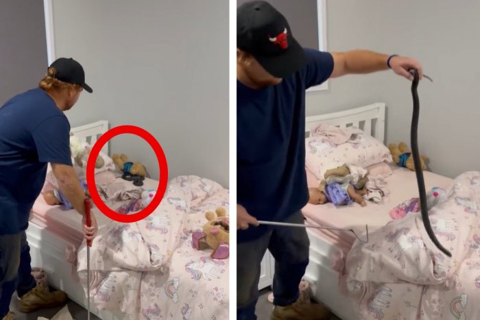 Ilustračný obrázok k článku Rodičia našli v detskej postieľke JEDOVATÉHO hada! Ukrýval sa medzi hračkami, VIDEO