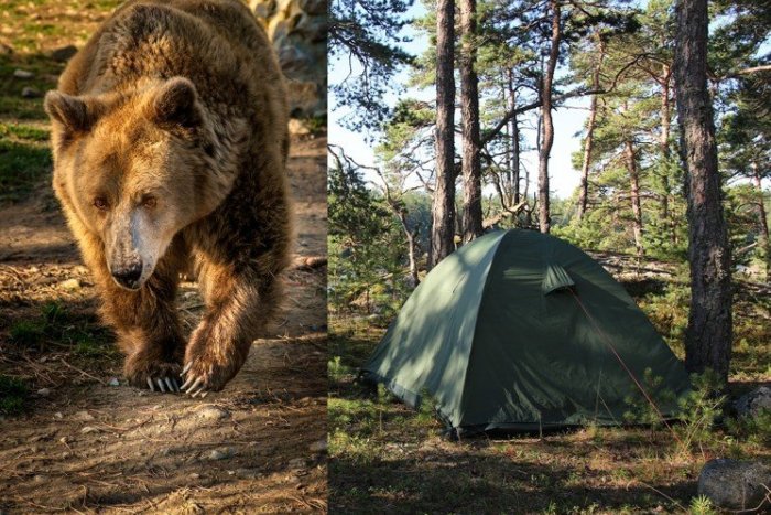 Ilustračný obrázok k článku Chcete ísť kempovať, no bojíte sa medveďa? Ochranári radia, čoho sa VYVAROVAŤ