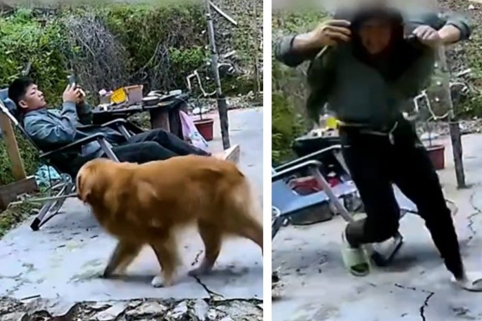 Ilustračný obrázok k článku Pes chcel potešiť svojho pána: Z lesa mu priniesol... AU! To muselo bolieť, VIDEO