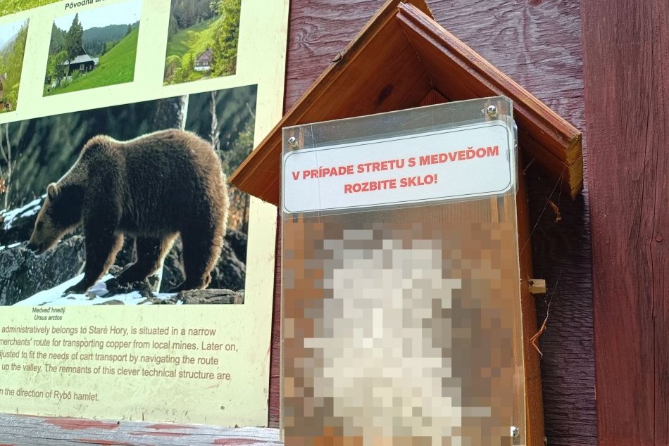 Ilustračný obrázok k článku KURIÓZNA prvá pomoc pri strete s MEDVEĎOM: Stačí rozbiť sklo a... FOTO
