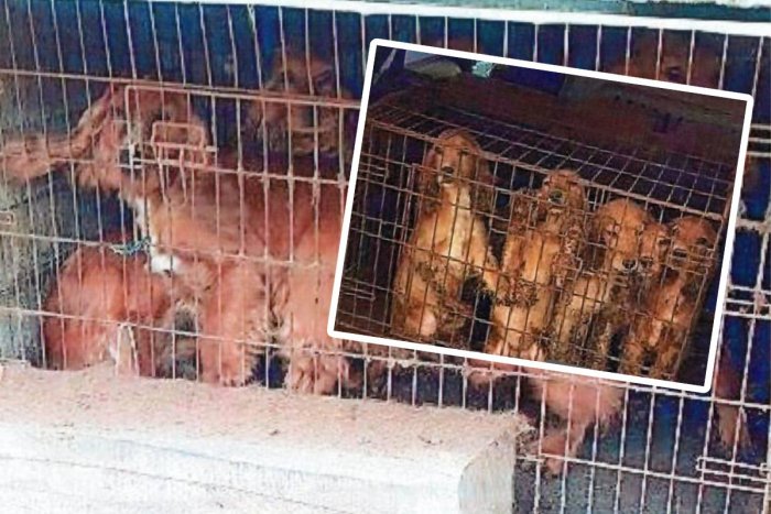 Ilustračný obrázok k článku OHAVNÝ prípad zo Slovenska! Psy choval v klietke v KUFRI auta, jedli vlastné VÝKALY