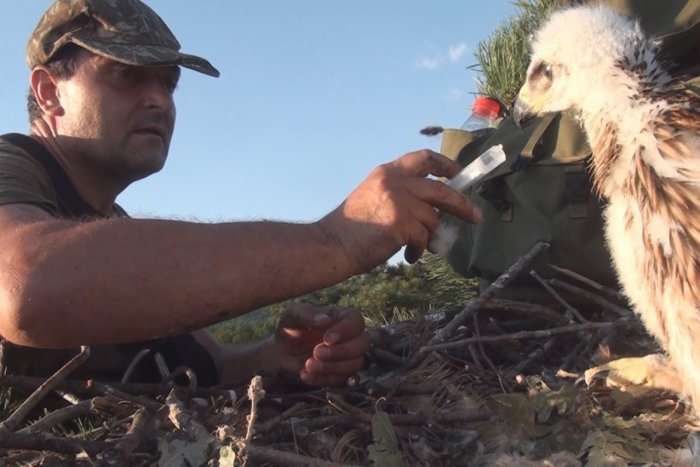 Ilustračný obrázok k článku ZÁCHRANÁR zvierat: Porozpráva o tom, ako ich vracia do PRÍRODY