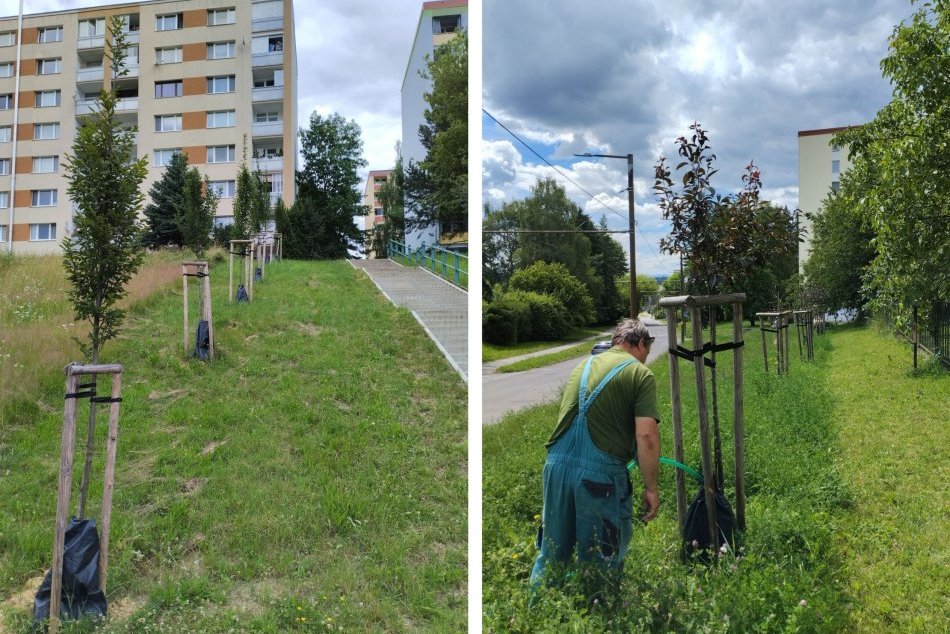 Ilustračný obrázok k článku POMOC pre mladé stromčeky? Počas HORÚČAV dostali zavlažovacie vaky, FOTO