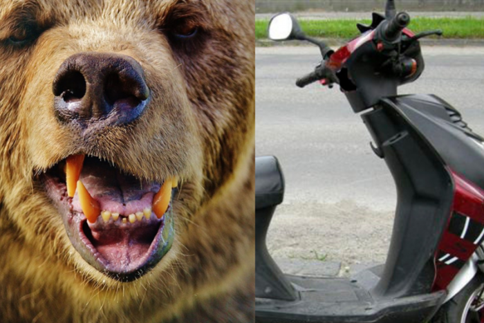 Ilustračný obrázok k článku Na strednom Slovensku došlo ku KURIÓZNEJ nehode: Skúter sa zrazil s MEDVEĎOM!