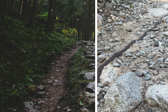 Ilustračný obrázok k článku Prekvapenie na tatranskom chodníku: Turistom stálo v ceste niečo, čo je ZÁHADOU aj pre vedcov!