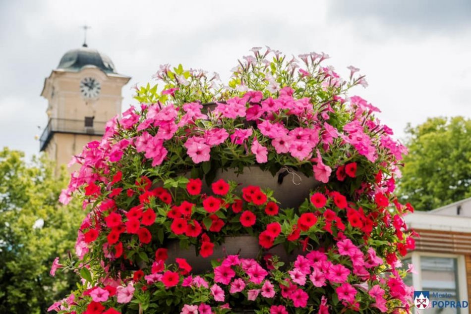 Ilustračný obrázok k článku Skrášlili ulice: V Poprade máme krásne kvety, mesto však zistilo aj vykrádanie, FOTO