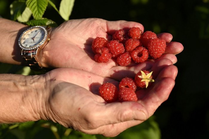 Ilustračný obrázok k článku Maliny sú plné vitamínov! Obľúbené ovocie pomáha zubom, vlasom aj pokožke