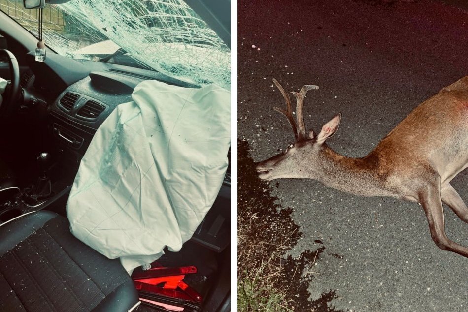 Ilustračný obrázok k článku Janka opísala HROZIVÚ zrážku s jeleňom: V mikrosekunde som sa zmierila so smrťou, FOTO