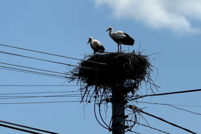 Ilustračný obrázok k článku Niekedy mláďa vypadne: Na Slovensku je najviac bocianov v Prešovskom a Košickom kraji