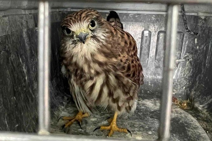 Ilustračný obrázok k článku DRAVEC na sídlisku! ČO robiť pri ZÁCHRANE?