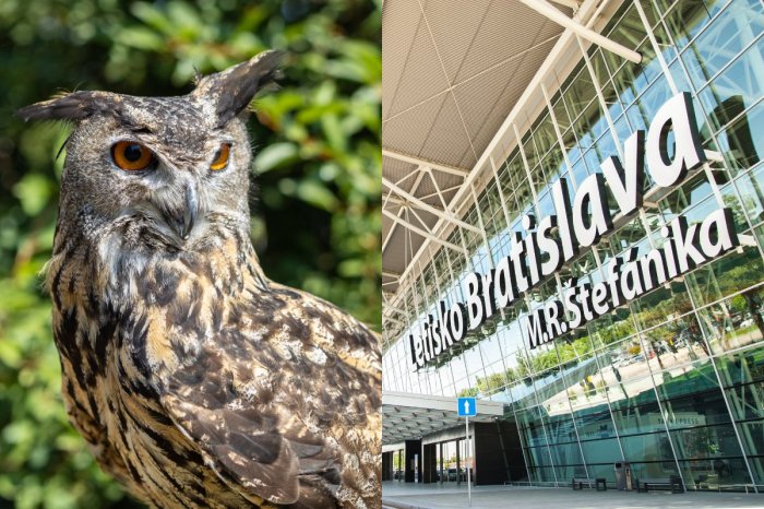 Ilustračný obrázok k článku Šikovný pomocník: Bratislavskému letisku pomáha aj výr skalný! Čo je jeho úlohou?