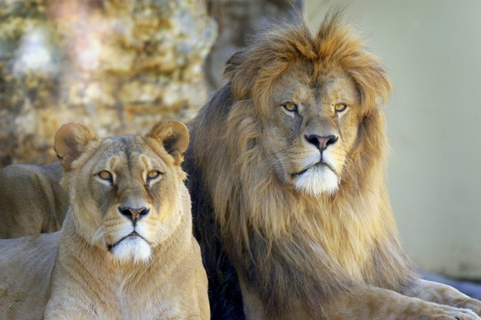 Ilustračný obrázok k článku Slováci SMÚTIA: Legendárny lev Aslan z bojnickej zoo ZOMREL