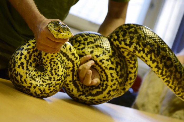 Ilustračný obrázok k článku Slovenským mestom sa šíri STRACH: Labute tam vraj zabíja ANAKONDA! Čo na to polícia?