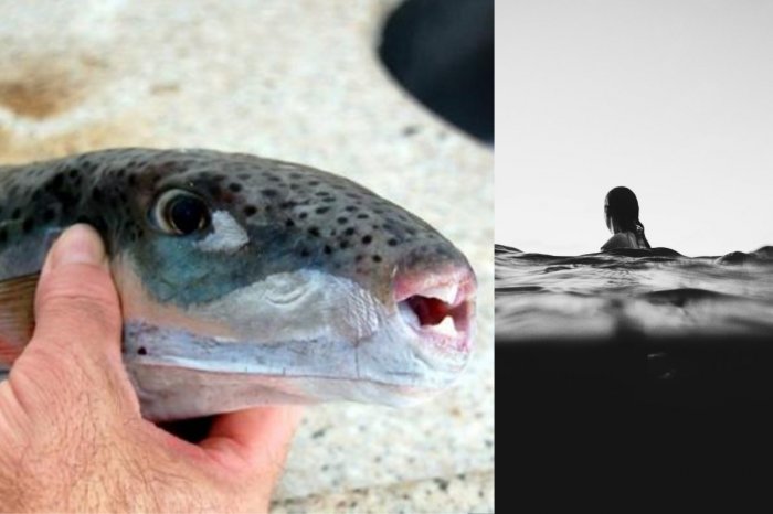 Ilustračný obrázok k článku Plánujete cestu do Chorvátska? POZOR! V Jadrane sa šíri mimoriadne JEDOVATÁ ryba