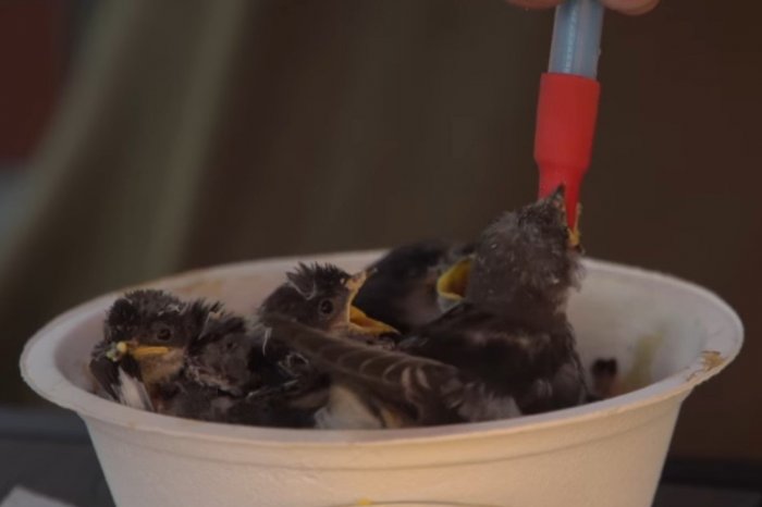 Ilustračný obrázok k článku Neúnavný OCHRANÁR bude vysvetľovať: Premietanie aj prednáška