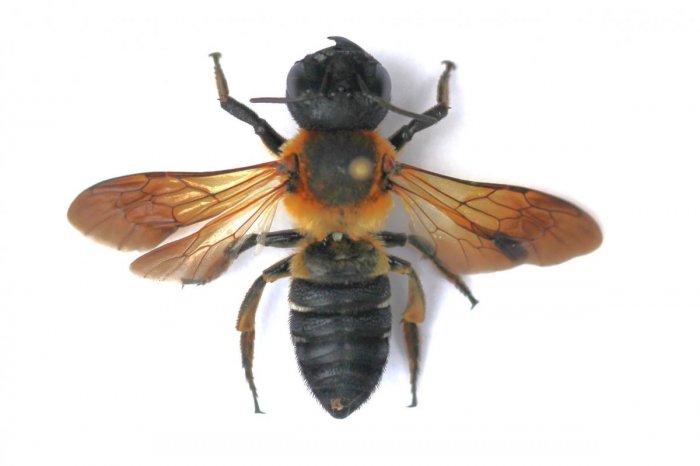 Ilustračný obrázok k článku Včela s ČIERNYM telom: Je NEBEZPEČNÁ? Vedci objavili na západe Slovenska nový invázny druh