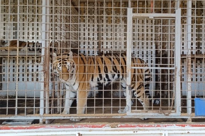 Ilustračný obrázok k článku Do známeho cirkusu nabehla KONTROLA: Príde o TIGRE! Šelmy našli zatvorené v klietkach