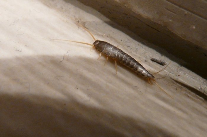 Ilustračný obrázok k článku Ak sa TENTO hmyz potuluje po vašom dome, ide o zlé znamenie. Čo treba urobiť?