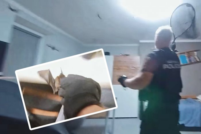 Ilustračný obrázok k článku NEUVERITEĽNÁ akcia polície: Zasahovala v izbe, v ktorej poletoval kŕdeľ netopierov! VIDEO