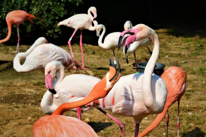 Ilustračný obrázok k článku Po tomto ich budete vnímať inak: Košická zoo prezradila zaujímavosti o PLAMENIAKOCH