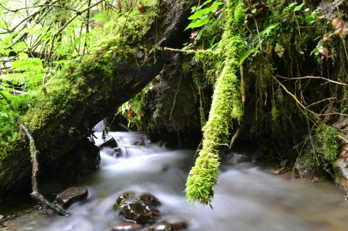 Ilustračný obrázok k článku V Tatrách došlo k HROMADNEJ OTRAVE! Ľudia pili vodu z horských potokov