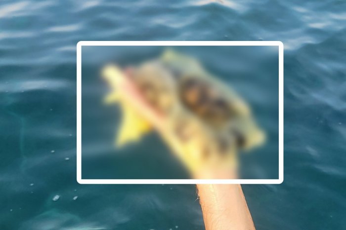 Ilustračný obrázok k článku PREKVAPENIE v Chorvátsku: Z mora vytiahli živočícha, ktorý by tam žiť NEMAL