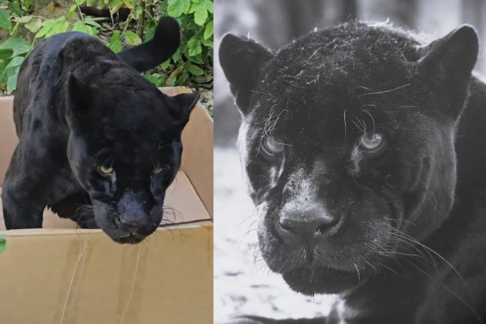 Ilustračný obrázok k článku Zoo Bojnice prišla o ďalšiu LEGENDU: Po levovi Aslanovi ZOMRELA aj samica jaguára Diana