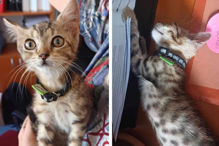 Ilustračný obrázok k článku Na mestský úrad zavítal NEČAKANÝ návštevník: Hľadá sa majiteľ malého kocúrika, FOTO