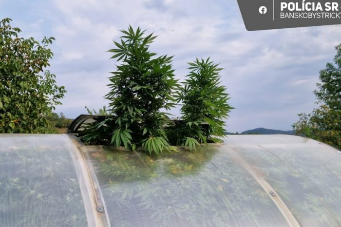 Ilustračný obrázok k článku Muž sa z bohatej úrody NETEŠIL: Zožať ju prišli kriminalisti, FOTO