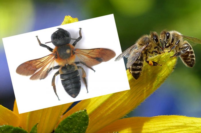 Ilustračný obrázok k článku Na Slovensku sa objavili OBROVSKÉ včely: Sú až TRIKRÁT väčšie, než tie bežné!