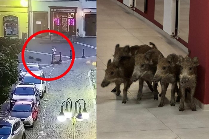 Ilustračný obrázok k článku Ľudia si mohli oči vyočiť: Mestom prebehlo SEDEM malých prasiatok! Vošli aj do divadla, VIDEO