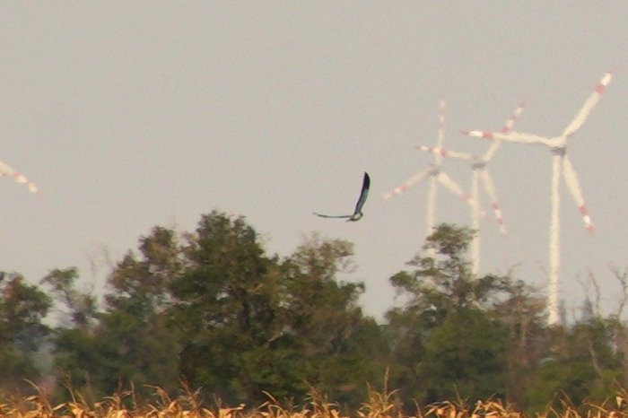 Ilustračný obrázok k článku Pri Bratislave videli vzácny vtáčí druh krakľu belasú