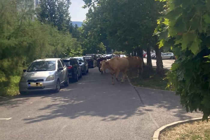 Ilustračný obrázok k článku NEČAKANÁ návšteva na sídlisku: Čo robili KRAVY medzi autami? Ľudia nešetrili HUMOROM