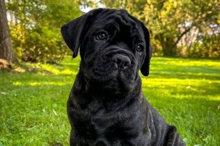 Ilustračný obrázok k článku Česko má prvého KLONOVANÉHO psa v strednej Európe! Jeho majiteľom je riaditeľ zoo