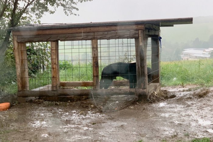 Ilustračný obrázok k článku Situácia môže byť mimoriadne ZLÁ: Myslite aj na zvieratá! Nenechávajte ich v KOTERCOCH