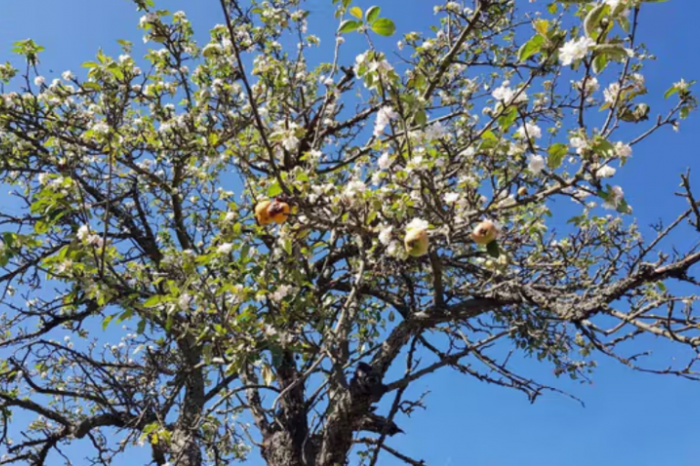 Ilustračný obrázok k článku Počasie spôsobuje stromom obrovský STRES: V septembri na Turci opäť zakvitli jablone