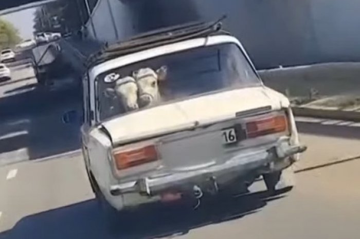 Ilustračný obrázok k článku VIDEO z Kazachstanu sa stalo HITOM internetu: Na zadnom sedadle Lady sa viezli dve KRAVY