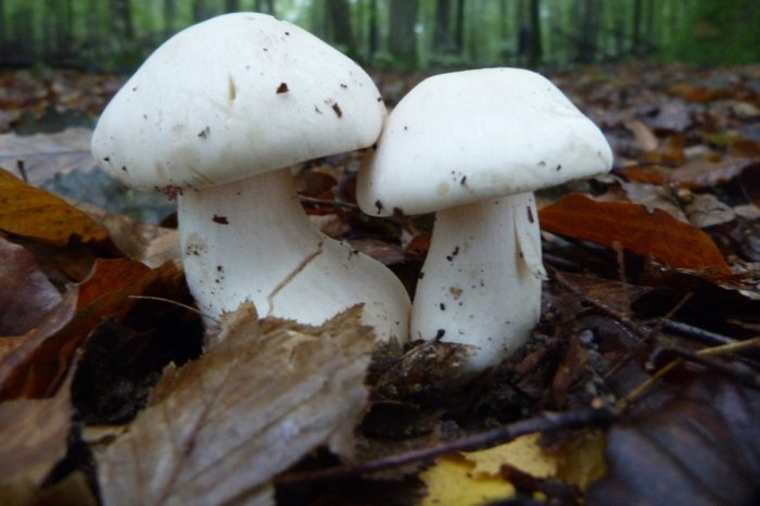 Ilustračný obrázok k článku Slováci nevedomky zbierajú prudko JEDOVATÚ hubu! Len v minulom týždni sa OTRÁVILO desať ľudí