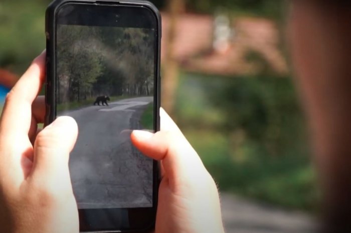 Ilustračný obrázok k článku VIDEO ochranárov čelí KRITIKE: Skutočne treba pri strete s MEDVEĎOM reagovať takto?