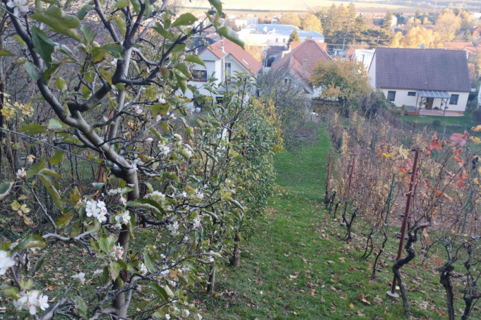 Ilustračný obrázok k článku Slovenskí záhradkári sú ZÚFALÍ: Ovocné stromy rozkvitli, teraz ich OHROZUJÚ mrazy!