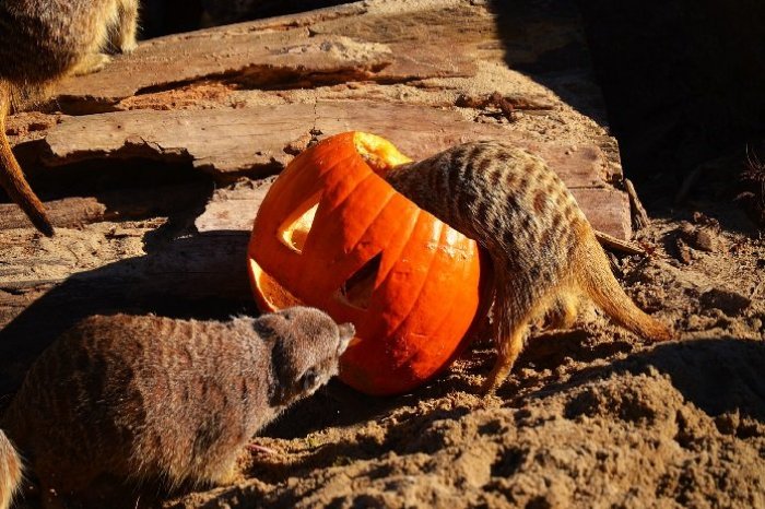 Ilustračný obrázok k článku Vyšantili sa s nimi aj si pochutili: Tekvice, čo zdobili ZOO v Košiciach poslúžili zvieratám