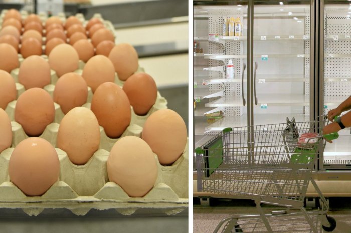 Ilustračný obrázok k článku Slovensko dováža viac POTRAVÍN: Rastú CENY vajec, hrozí to aj pri mäse a mlieku